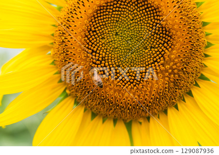 蜜蜂飛來飛去的向日葵田 129087936