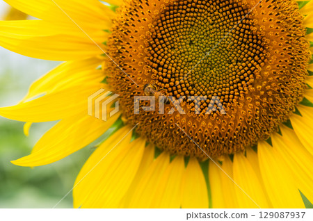蜜蜂飛來飛去的向日葵田 129087937