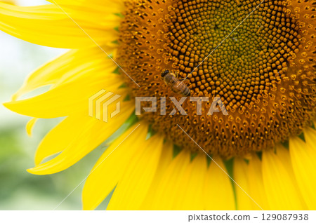 蜜蜂飛來飛去的向日葵田 129087938