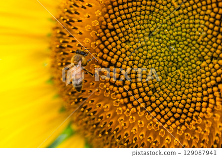 蜜蜂飛來飛去的向日葵田 129087941