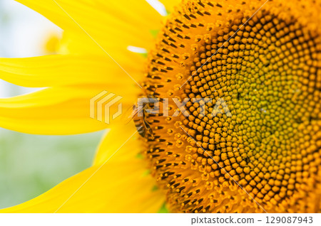 蜜蜂飛來飛去的向日葵田 129087943