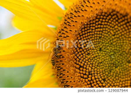 Sunflower field with bees flying around 129087944