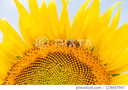 蜜蜂飛來飛去的向日葵田 蜜蜂飛來飛去的向日葵田 129087947