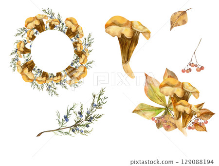 Orange Chantarelle mushroom watercolor autumn set. Hand drawn fall season collection with wreath template, compositions with leaves and juniper branch clipart for seasonal packing,wallpaper design 129088194