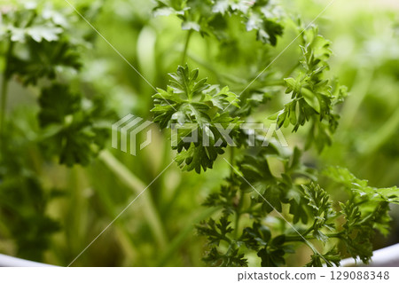 Fresh Green Parsley Leaves in Natural Light 129088348
