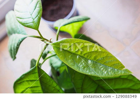 Close-up of vibrant green avocado tree leaves covered with morning dew. 129088349