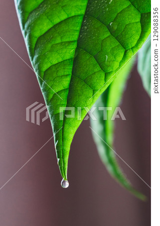 Close-up of vibrant green avocado tree leaves covered with morning dew. Close-up of vibrant green avocado tree leaves covered with morning dew. 129088356