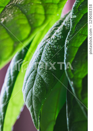 Close-up of vibrant green avocado tree leaves covered with morning dew. 129088358