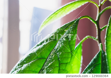 Close-up of vibrant green avocado tree leaves covered with morning dew. 129088364