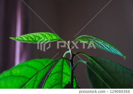 Close-up of vibrant green avocado tree leaves covered with morning dew. 129088368