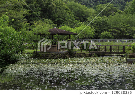 Water lilies blooming in the hydrangea pond at Minokamo Health Forest, a gazebo, and a raft ferry 129088386