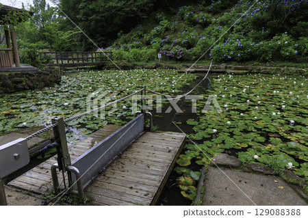 美麗加茂健康森林的繡球花池中盛開的睡蓮、涼亭和木筏渡輪 129088388