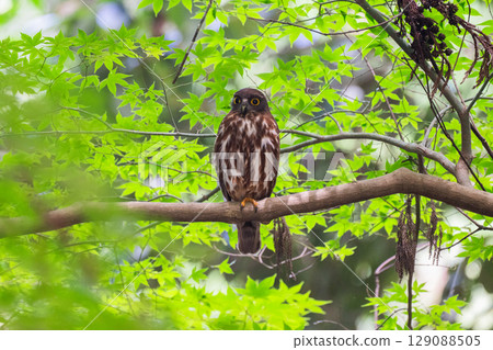 Black-faced owl in the forest 129088505