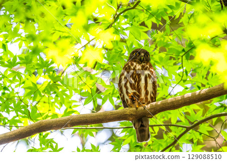 Black-faced owl in the forest 129088510