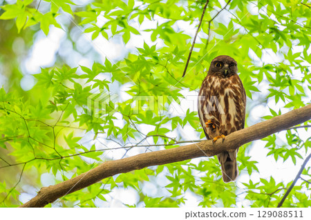 森林中的黑臉貓頭鷹 129088511
