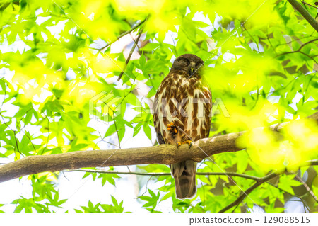 Black-faced owl in the forest 129088515