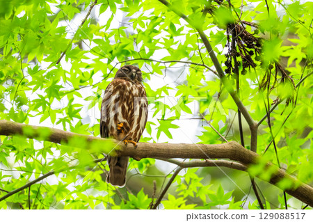 Black-faced owl in the forest 129088517