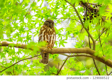 森林中的黑臉貓頭鷹 129088522