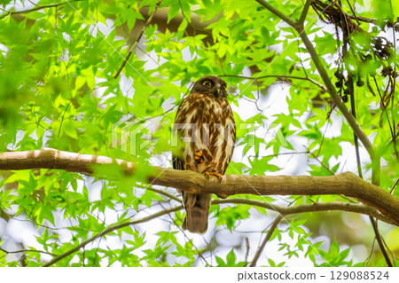 Black-faced owl in the forest 129088524
