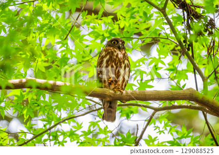 Black-faced owl in the forest 129088525