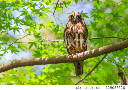 Black-faced owl in the forest 129088528