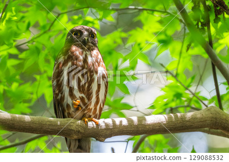 Black-faced owl in the forest 129088532
