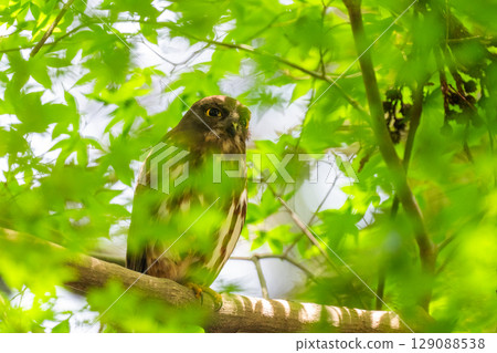 Black-faced owl in the forest 129088538