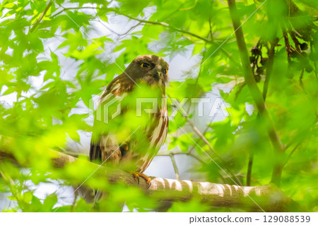 Black-faced owl in the forest Black-faced owl in the forest 129088539