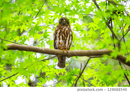 Black-faced owl in the forest 129088540