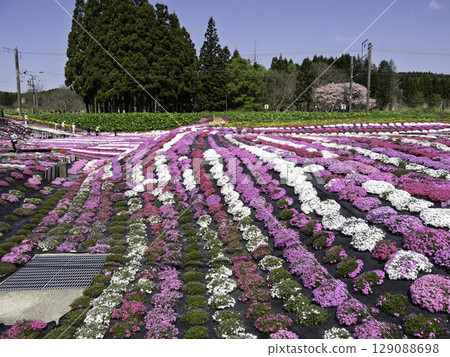 在藍天閃耀的芝櫻 129088698