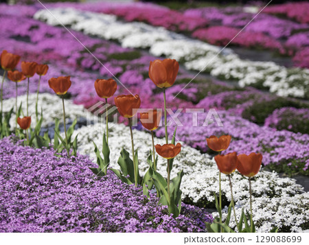 鬱金香和穆斯卡里花田 129088699