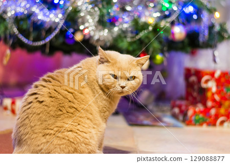 British cat with strict rigorous face look near the christmas tree and gifts. 129088877