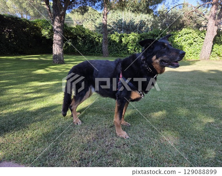 Black dog standing on green grass in sunny park Black dog standing on green grass in sunny park 129088899