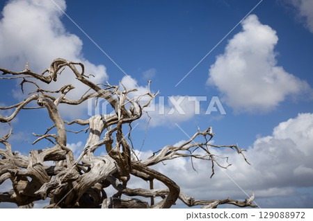 Twisted dry tree branches on the blue sky with fluffy white clouds background. Twisted dry tree branches on the blue sky with fluffy white clouds background. 129088972