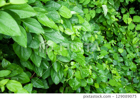 雨淋濕了 雨淋濕了 129089075