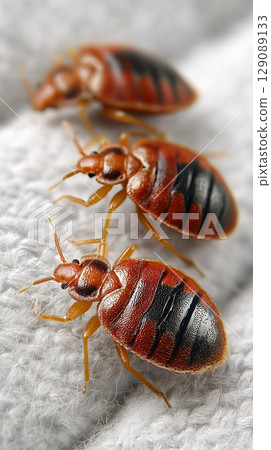 Three bedbugs crawling on fabric, showcasing their reddish brown bodies and segmented abdomens Three bedbugs crawling on fabric, showcasing their reddish brown bodies and segmented abdomens 129089133