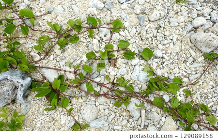 Ivy growing on a fossil coral beach Ivy growing on a fossil coral beach 129089158