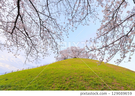 Marugameyama古墳(Sakitama Mound Tomb Park)的櫻花 Marugameyama古墳(Sakitama Mound Tomb Park)的櫻花 129089659