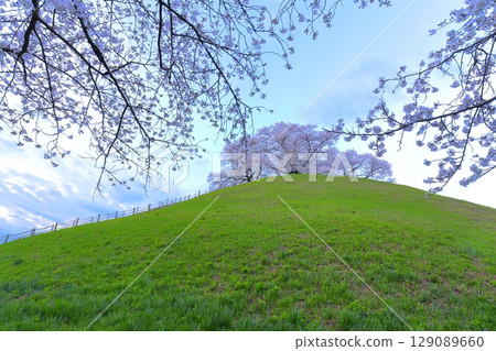 Marugameyama古墳(Sakitama Mound Tomb Park)的櫻花 Marugameyama古墳(Sakitama Mound Tomb Park)的櫻花 129089660