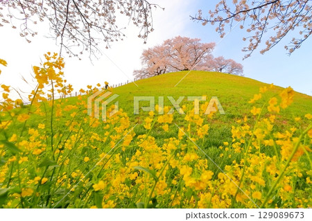 Cherry blossoms of the Marugameyama ancient burial mound (Sakitama Mound Tomb Park) 129089673