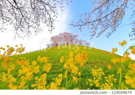 Cherry blossoms of the Marugameyama ancient burial mound (Sakitama Mound Tomb Park) 129089674