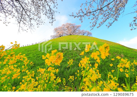 Marugameyama古墳（Sakitama Mound Tomb Park）的櫻花 129089675