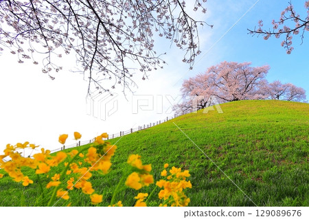 Marugameyama古墳(Sakitama Mound Tomb Park)的櫻花 Marugameyama古墳(Sakitama Mound Tomb Park)的櫻花 129089676