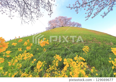 Marugameyama古墳(Sakitama Mound Tomb Park)的櫻花 Marugameyama古墳(Sakitama Mound Tomb Park)的櫻花 129089677