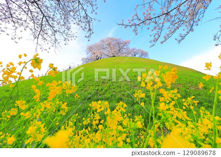 Marugameyama古墳(Sakitama Mound Tomb Park)的櫻花 Marugameyama古墳(Sakitama Mound Tomb Park)的櫻花 129089678