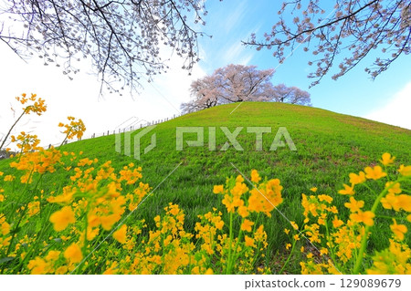 Cherry blossoms of the Marugameyama ancient burial mound (Sakitama Mound Tomb Park) 129089679
