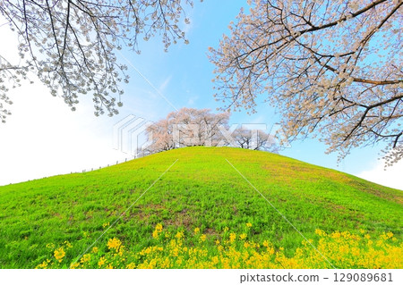 Marugameyama古墳（Sakitama Mound Tomb Park）的櫻花 129089681