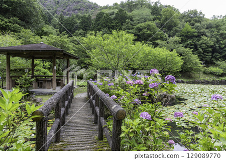 美麗加茂健康森林的自然景觀，初夏美麗的繡球花和木橋 129089770