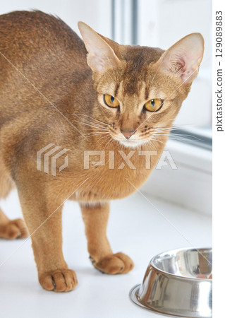 Elegant abyssinian cat with striking amber eyes gazing near silver bowl on white Elegant abyssinian cat with striking amber eyes gazing near silver bowl on white 129089883