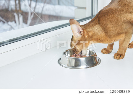 Abyssinian cat eating from silver bowl on white surface by bright window Abyssinian cat eating from silver bowl on white surface by bright window 129089889